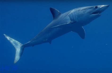 mako shark pictures bilscreen