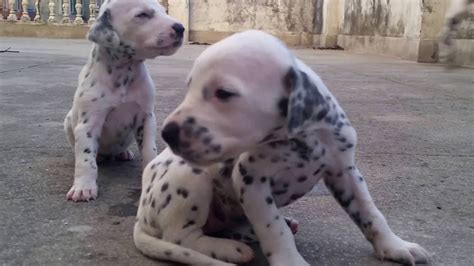 cute dalmatian puppies youtube
