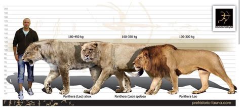 big   tiger compared   lion ucb
