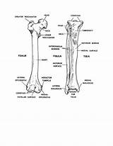 Tibia Femur Fibula Anatomy Anterior Views Bones Figure Basic Human sketch template