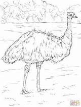 Emu Colorear Lyrebird Supercoloring Rhea Realista sketch template