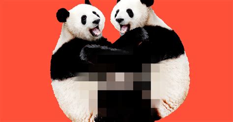 lousy libidos why do pandas have so little sex the new york times