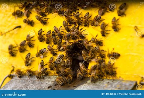 bijen en bijenkorf stock foto image  kolonie insecten