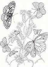 Butterfly Coloring Pages Butterflies Flowers Flower Printable Drawing Kids Sheets Garden Ausmalbilder Bestcoloringpagesforkids Getdrawings Gif sketch template