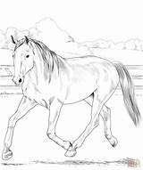 Coloring Pages Horse Horses Warmblood Dutch Printable Supercoloring Print Book Beautiful Categories sketch template