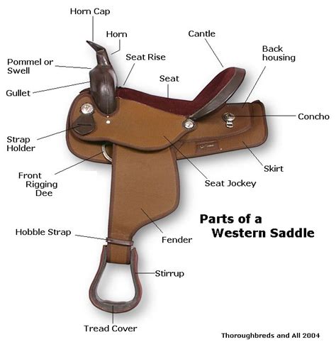 images  quiz bowl  pinterest horse information  western  horse saddles