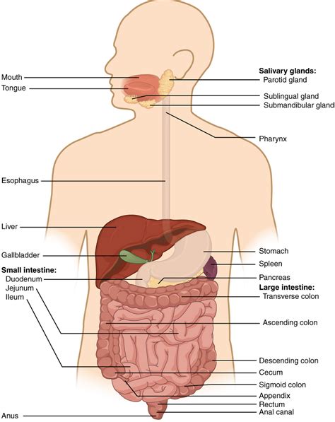 Unit 5 The Digestive System Douglas College Human Anatomy