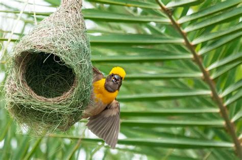 types  bird nests  pictures az animals