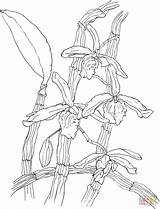 Dendrobium Orchid Coloring Nobile Pages Printable Clipart Drawing Supercoloring Categories sketch template