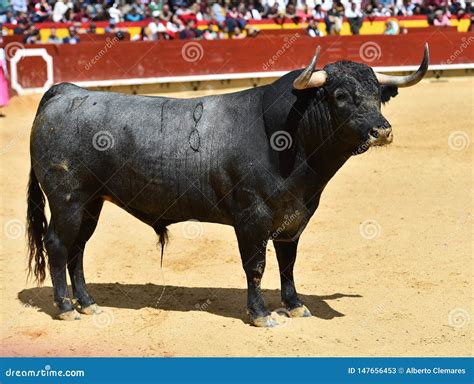 spanischer stier  der spanischen stierkampfarena stockbild bild von hupen gefaehrlich