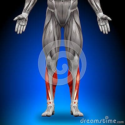 calves anatomy muscles royalty  stock image image