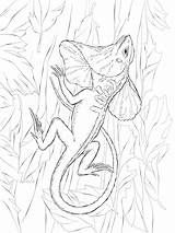 Necked Frill Reptiles Basilisk Coloringonly sketch template