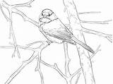 Chickadee Coloring Songbird Capped Pages Printable Crafts Supercoloring Drawing Diy Color Printables Bird Visit Super Birds Kids Skip Main Categories sketch template