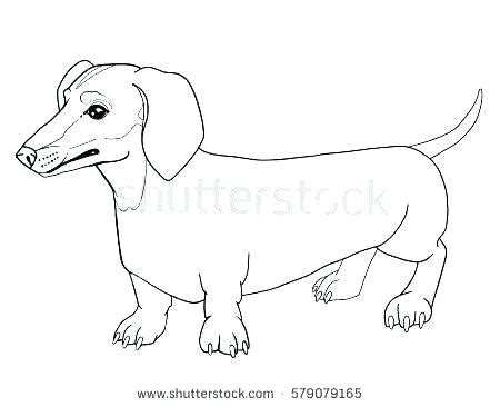 wiener dog drawing  getdrawings