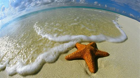 starfish hd wallpaper