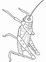 Insects Fun Kids Coloring Pages sketch template