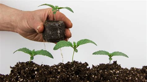 mistakes  germinating cannabis seeds
