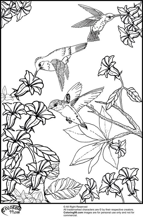 hummingbirds  flower coloring pages bird coloring pages