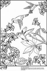 Hummingbird Humming Hummingbirds Bloemen Coloringhome Really Mandala Lood Kleurplaat Coloriage Pigeon Bobolink Kerst Hrusca sketch template