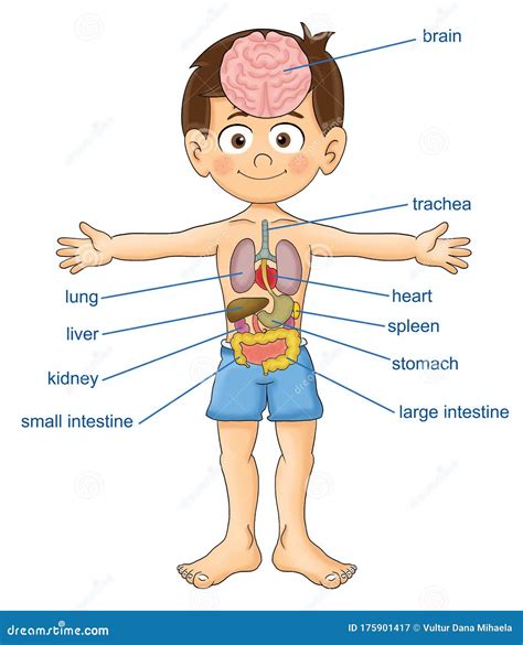 body parts stock illustration illustration  spleen