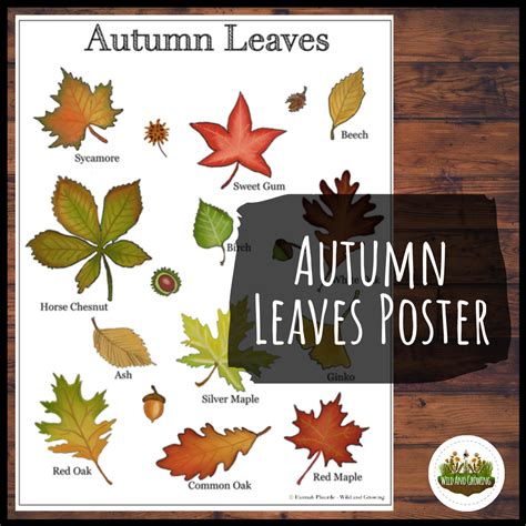 autumn leaves identification poster wild  growing