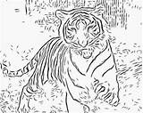 Coloring Pages Wild Tiger Animal Cat Printable Cats Realistic Adults Kids Adult Big Animals Color Auburn Getcolorings Running Detailed Tigers sketch template