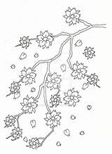 Blossom Cherry Tree Outline Drawing Tattoo Chinese Deviantart Flower Coloring Pages Getdrawings Trees sketch template
