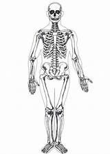 Esqueleto Humano sketch template