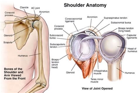 shoulder joint anatomy physiology movement exercise