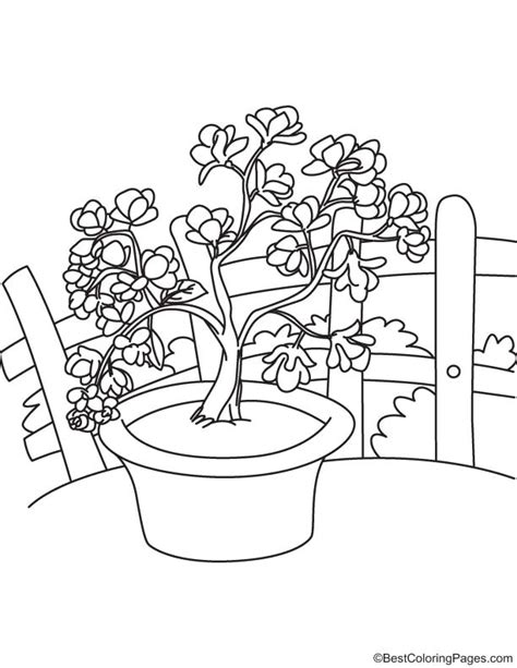 magnolia flowers coloring page   magnolia flowers