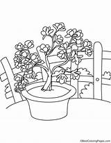 Flowers Magnolia Coloring Bestcoloringpages sketch template
