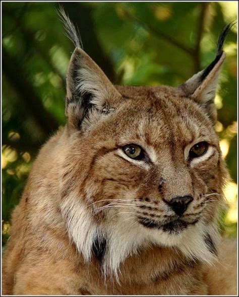 animaux sauvages lynx balades comtoises animaux sauvages animaux lynx