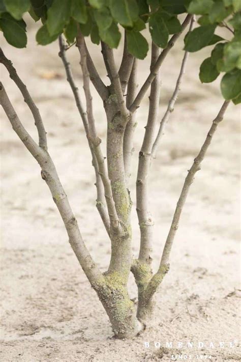meerstammige boom kopen fruitboomkwekerij bomendael