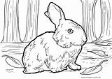 Kaninchen Malvorlage Ausmalbilder Ausdrucken Malvorlagen öffnen sketch template