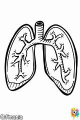 Pulmones Organos Humano Respiratorio Aparato Humanos Bronquiolos Fisiologia Lungs Anatomia sketch template