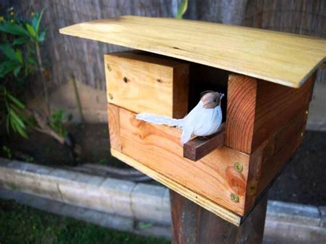 robin bird house plans unique  decorative birdhouse plans easy   bird house  build