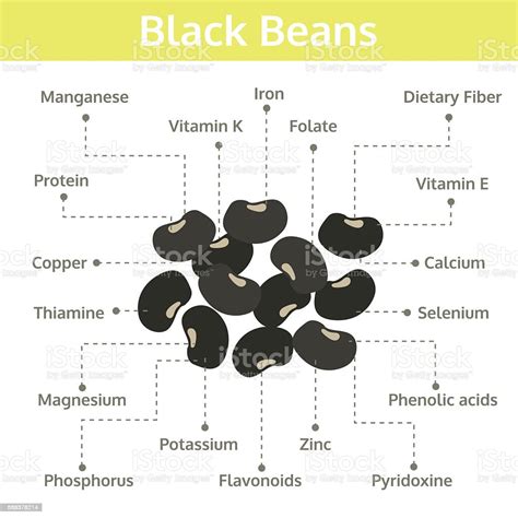 black beans nutrient of facts and health benefits info graphic stock