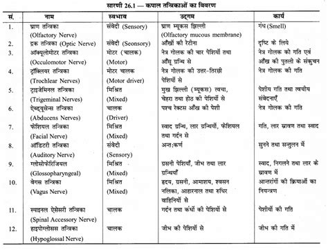 Rbse Solutions For Class 12 Biology Chapter 26 मानव का तंत्रिका तंत्र