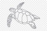 Hawksbill Vhv Pencils Turtles sketch template