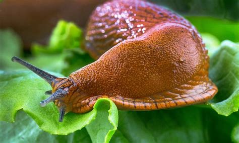 Around 500 Billion Slugs Expected To Invade Our Gardens