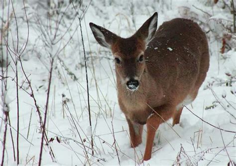 small deer  standing   snow