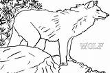 Wolf Coloring Pages Wild Colorings Animal sketch template