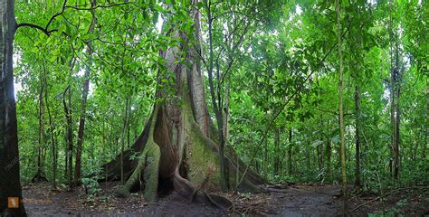 kapokbaum naturbilder bei wildlife media