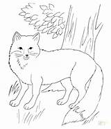 Fox Coloring Pages Arctic Red Printable Fantastic Mr Realistic Terry Color Colouring Drawing Print Getcolorings Draw Forest Drawings Animal Getdrawings sketch template