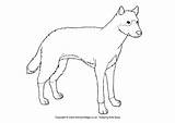 Dingo Colouring Australian Animals Dingoes Blank Word Become Member Log sketch template
