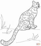 Leopard Snow Coloring Pages Baby Sitting Leopards Amur Colouring Color Print Drawing Template Printable Clipart Getcolorings Drawings Animals sketch template