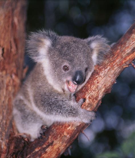 images  koalas  cute  pinterest sweet dreams baby