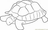 Turtle Zoo sketch template