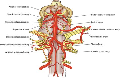 intracranial vertebral arteries  basilar artery transcranial color