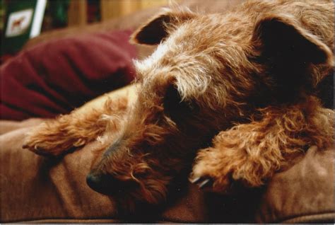 irish rose irish terriers